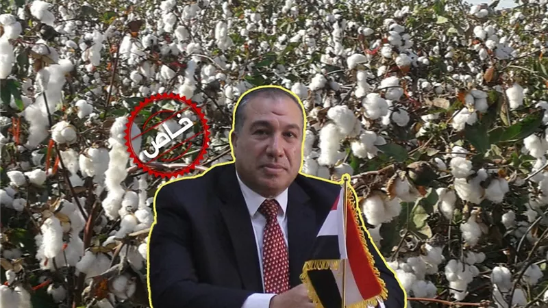مدير بحوث القطن لـ إيجبتك: تشريعات لحماية القطن المصري وتعزيز قيمته عالميا