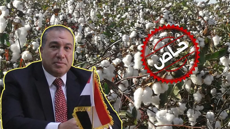 «معهد بحوث القطن» يضع خريطة مواجهة المناخ لحماية «الذهب الأبيض»| خاص 