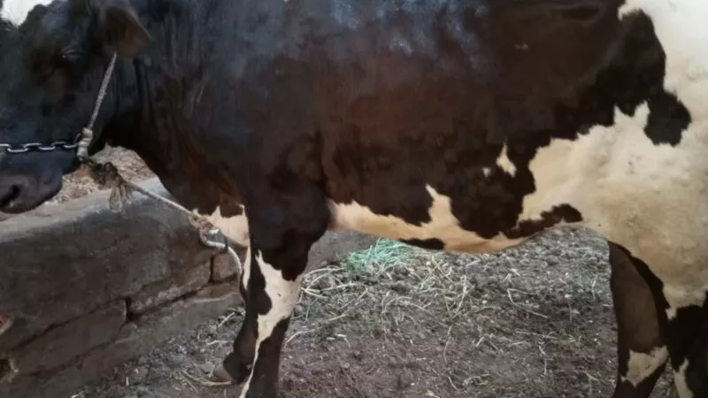 مصدر بالزراعة لـ 