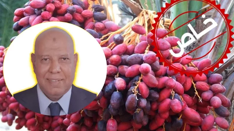 العباسي يحذر: تقلبات المناخ ترفع فاقد التمور وتؤثر على تلقيح النخيل|خاص 