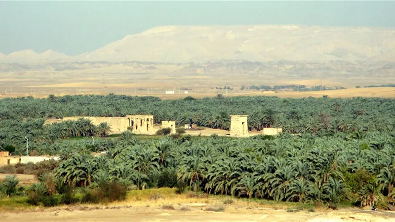 الوادي الجديد.. 4 ملايين فدان بوابة مصر للاستثمار الزراعي والوقود الحيوي 