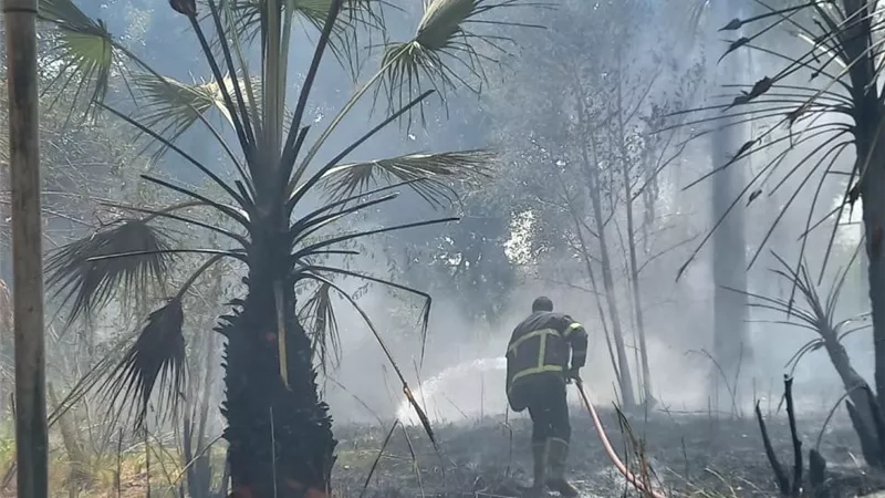 السيطرة على حريق في الأشجار بجوار محطة مياه آبار الوقف.. تفاصيل