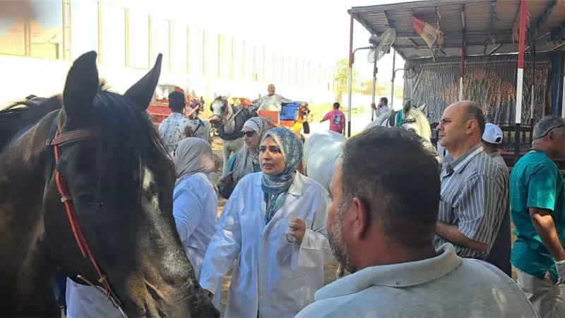 خيول الأهرامات تدخل عصر الميكروشيب استعدادا لمونديال الفروسية
