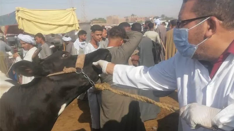 الأقصر تكثف حملات التحصين والتقصي الوبائي لحماية الثروة الحيوانية