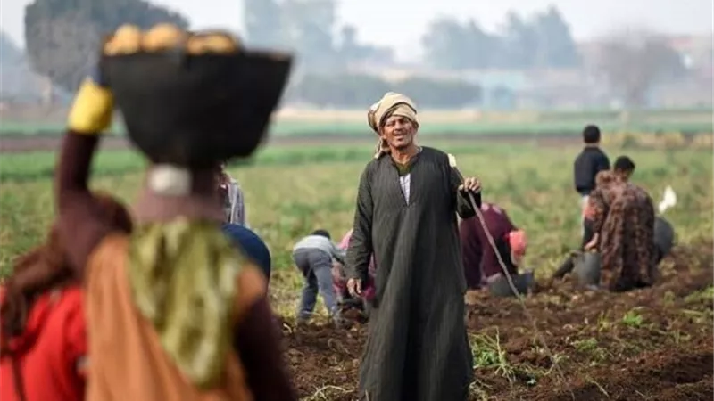 أبوصدام يكشف تفاصيل احتفالية عيد الفلاح: تكريم نحو 50 مزارعًا بمقر الوفد