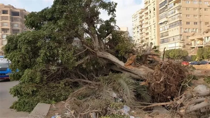 محافظ القاهرة: لا قطع للأشجار وتقليمها ممنوع إلا في حالات الضرورة