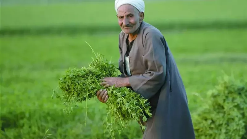 نقيب الفلاحين: الفلاح في عهد السيسي.. دعم مادي ومعنوي وإرشادي|خاص 
