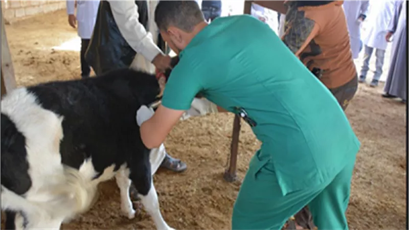 «الزراعة»: قريبًا إتمام التعاقد مع 4700 طبيب بيطري اجتازوا الاختبارات