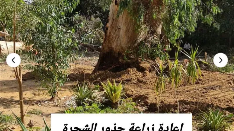 محافظة القاهرة توضح حقيقة ما أثير بشأن قطع شجرة كافور معمرة بالمعادي