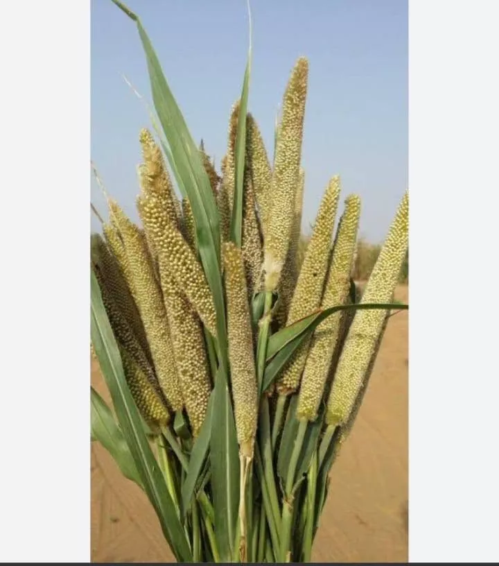 محصول الدخن الأحمر