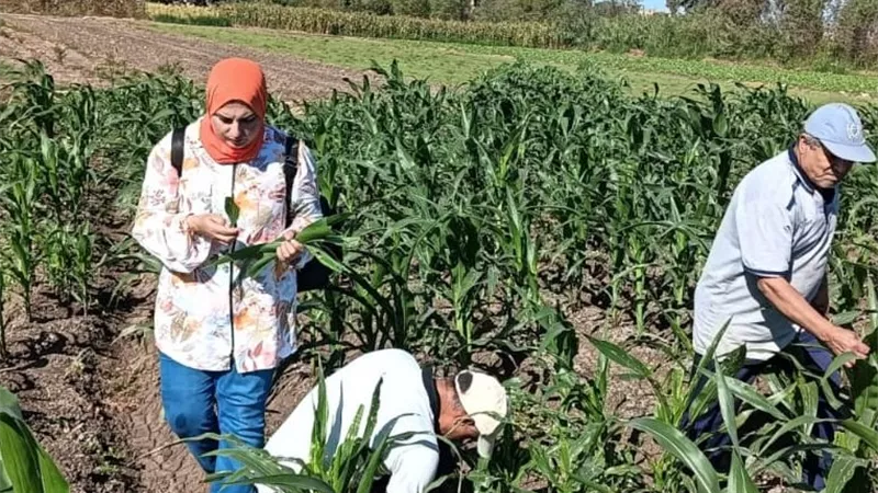 «الزراعة» تنشر تقريرا مفصلا عن أنشطة معاهد ومعامل البحوث الزراعية