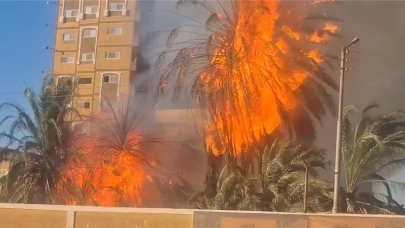 دون إصابات.. حريق في أشجار نخيل بجوار محطة سكة حديد قنا |صور