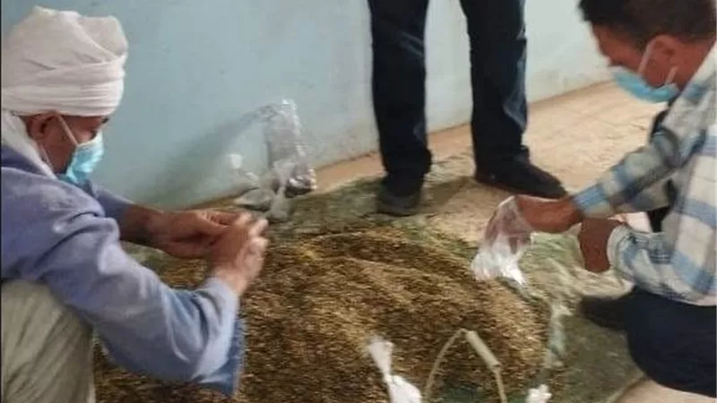 زراعة الشرقية.. حملة لمكافحة القوارض حفاظاً على انتاجية المحاصيل الشتوية | صور