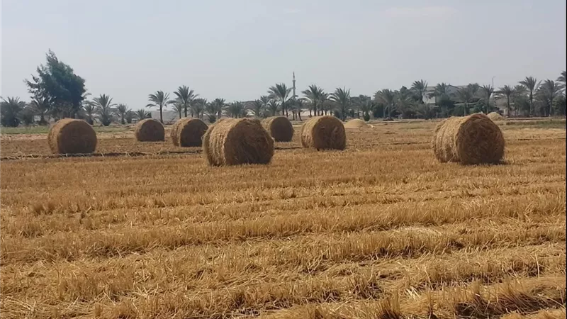 زراعة الشرقية:  تدريب المزراعيين ومديرى الجمعيات على أهمية تدوير المخلفات الزراعية