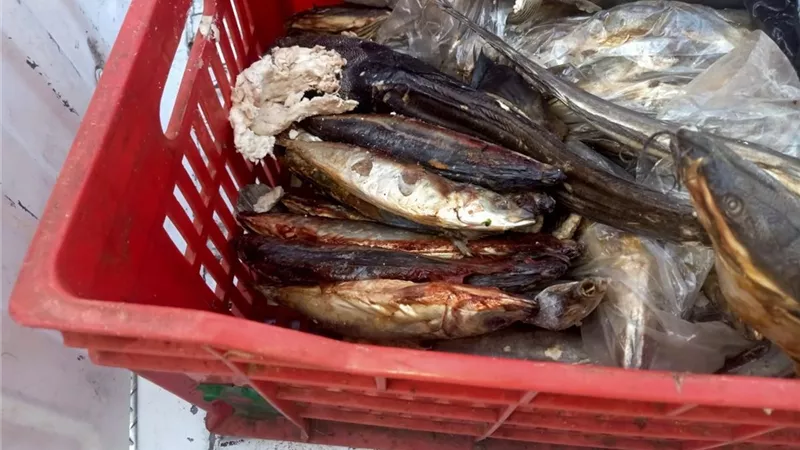 الطب البيطري والتموين يضبطان لحوماً ودواجن وأسماكًا غير صالحة بالغربية