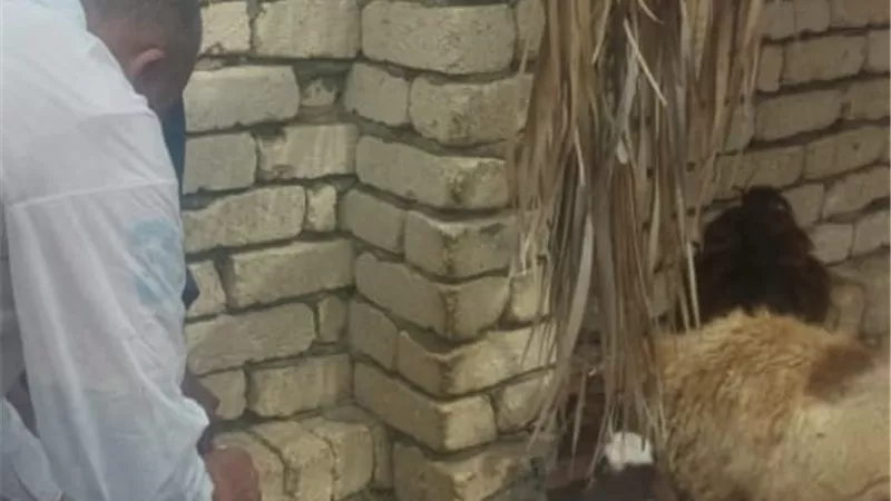 طب بيطري الإسماعيلية يواصل جهود التحصين والتوعية لحماية الثروة الحيوانية 