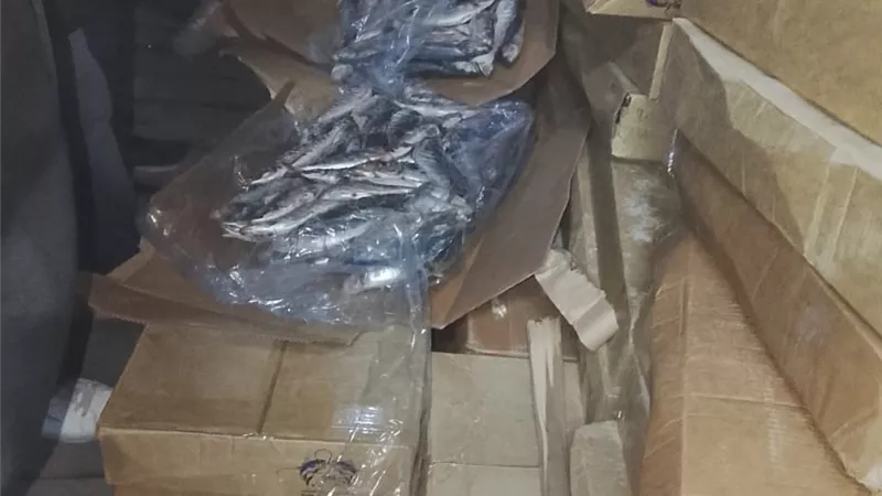 ضبط 35 طن سمك وكبدة مجمدة غير صالحة للاستهلاك الآدمي بكفر الدوار