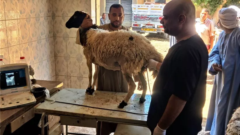 ضبط 350 كيلو مصنعات لحوم ودواجن فاسدة في حملة مكبرة بسوهاج