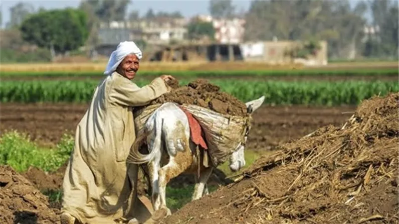 نقابة الفلاحين: مبادرة الـ90 مليار جنيه  تمنح فرصًا أكبر للتمويل منخفض التكلفة