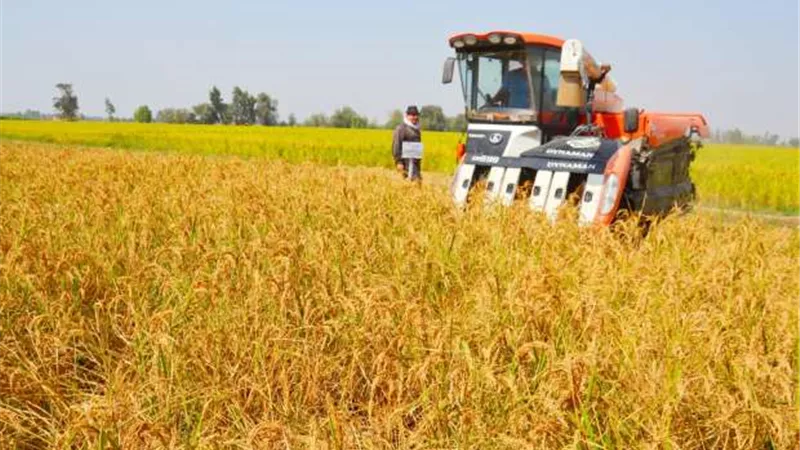الشعير بكام النهاردة..  أسعار الأرز في الأسواق المحلية بالتزامن مع موسم الحصاد