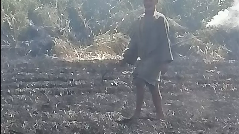 حبس وغرامة مليون جنيه.. الشرقية تحرر 146 محضر حرق قش أرز