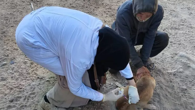 بيطري كفر الشيخ يطلق حملة لتحصين الكلاب ضد السعار