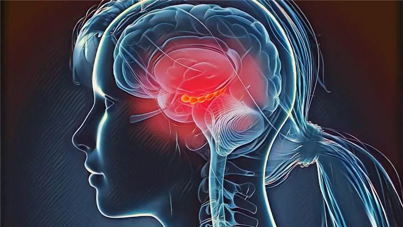 مع التقدم في العمر.. أدمغة الذكور تتقلص أسرع من الإناث 