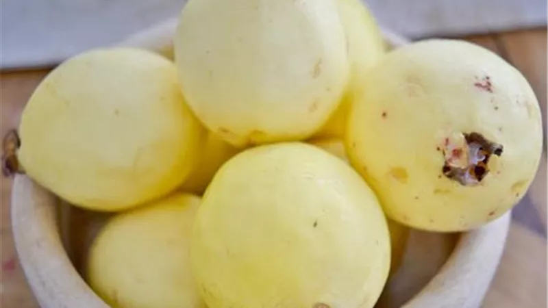 تفسير رؤية الجوافة لابن سيرين وعلاقتها بسهولة الولادة 