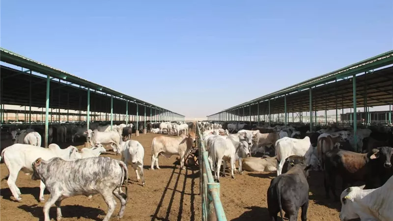 تدشين مشروع تسمين الإنتاج الحيوانى يضم 2140 رأس ماشية في الوادي الجديد