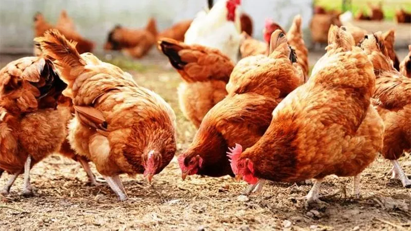 تربية الدواجن في المنازل هل عليها زكاة؟.. أمينة الفتوى تجيب