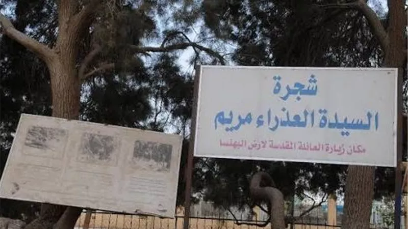 شجرة مريم.. أسطورة البركة والحكاية المقدسة في البهنسا بالمنيا | صور