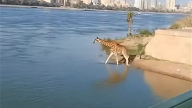 أول تعليق رسمي من حديقة الحيوان على فيديو هروب زرافة وغرقها بالنيل