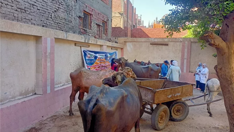 لعلاج 1000 رأس.. معهد البحوث الحيوانية يطلق قافلة بيطرية مجانية بالجيزة