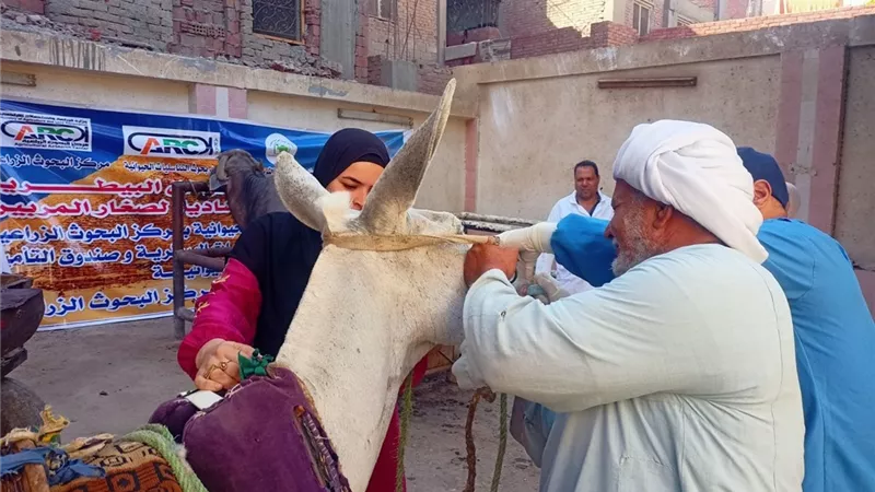 جهود مستمرة لرفع المخلفات وتجميل الشوارع  بكفر الشيخ