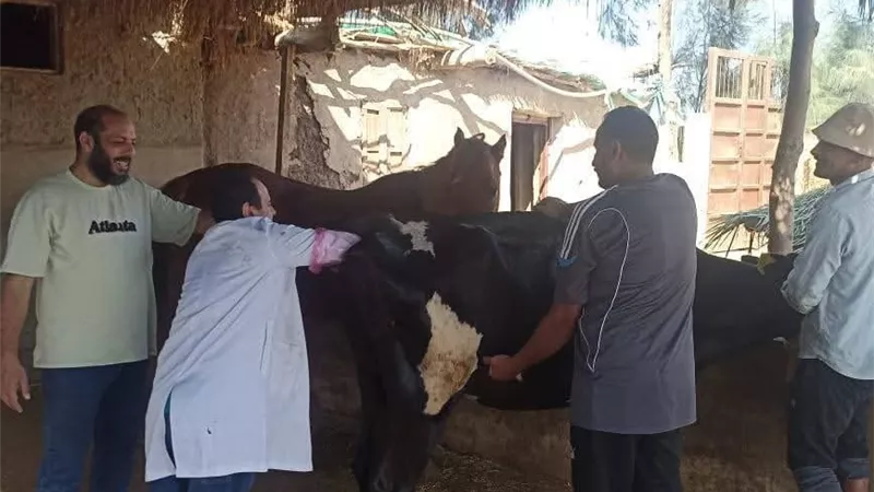 بيطري كفر الشيخ يكثف جهوده لمكافحة السعار ومتابعة التلقيح