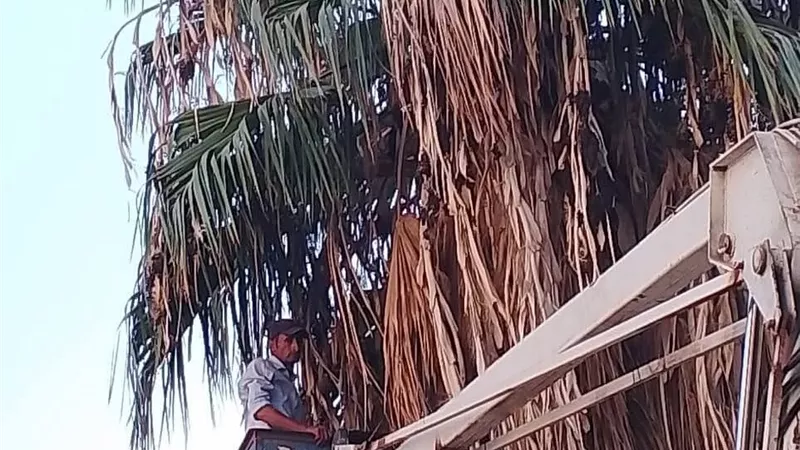 حملات مكثفة لرفع القمامة من منطقة مساكن الزراعة بكفر الشيخ 