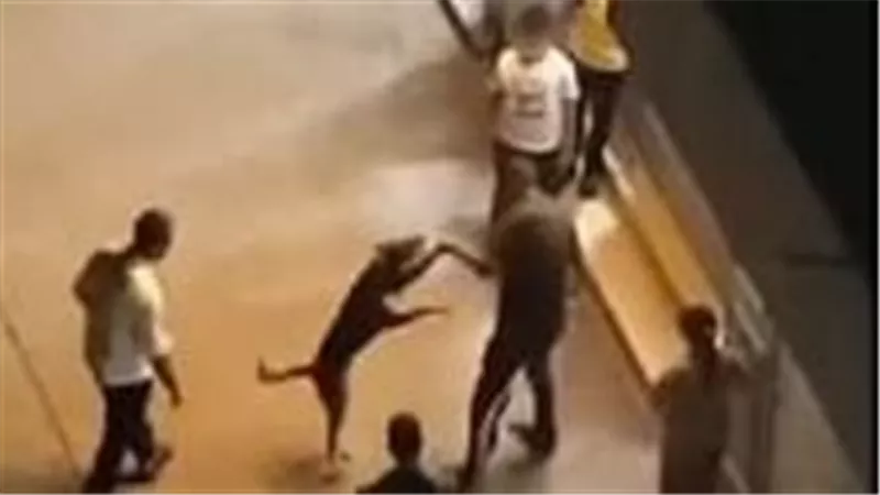 «بأي ذنب سحلوه؟».. فيديو ضرب 3 أشخاص لكلب بالقليوبية و«الداخلية» تتحرك