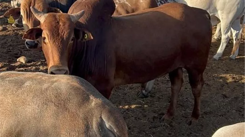 من التسجيل حتى التعويض.. خطوات وشروط التأمين على الماشية 
