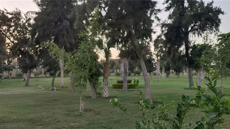 طقس معتدل اليوم بالإسماعيلية مصحوب بشبورة صباحية