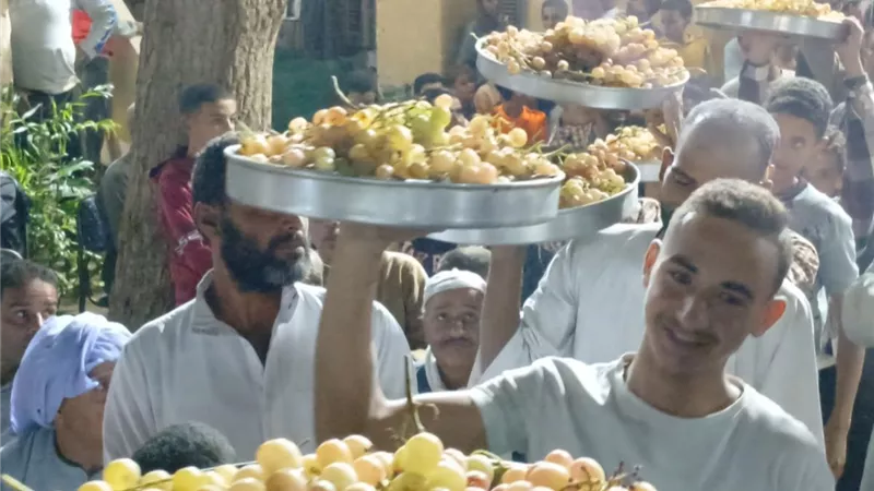 من موائد الغداء إلى عناقيد العنب.. مشاهد انتخابية مثيرة في سباق المنيا البرلماني