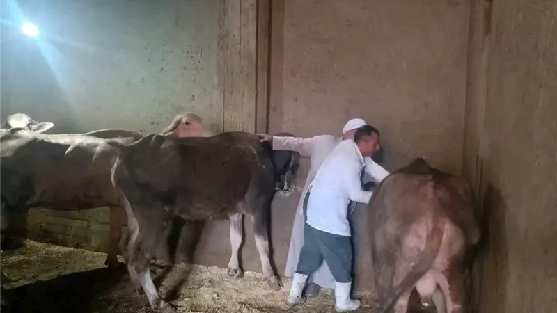 انطلاق الحملة القومية للتحصين ضد الحمى القلاعية ووادي المتصدع بالدقهلية 