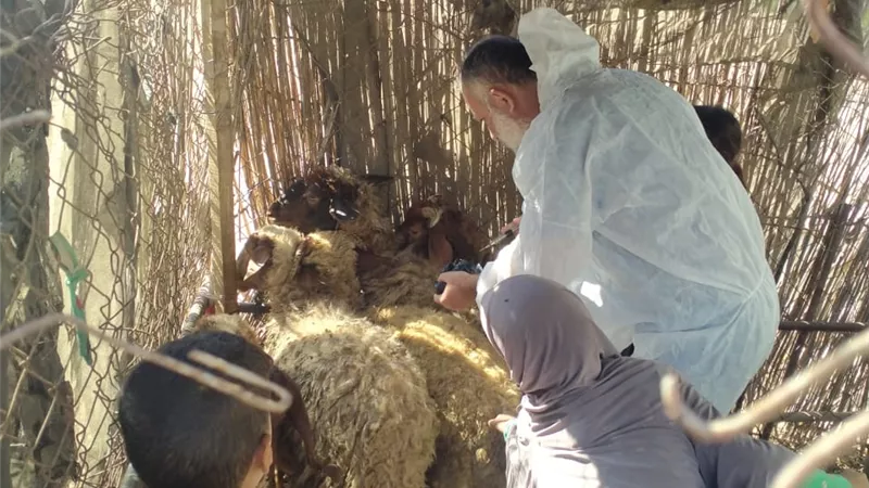 بيطري بالإسماعيلية ينفذ حملة تحصين مكثفة ضد طاعون المجترات الصغيرة