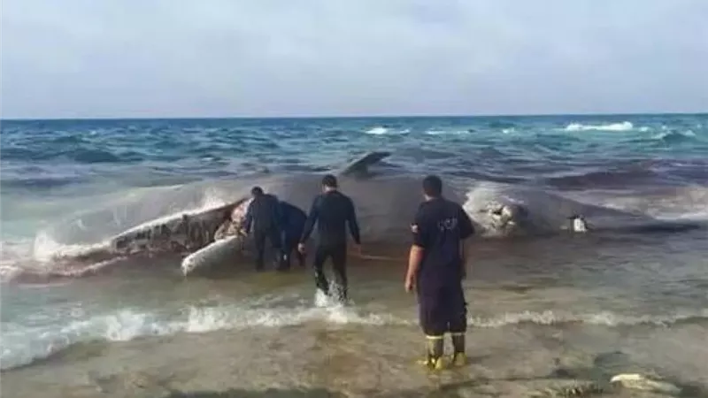 علوم البحار: البحر الأحمر بيئة متفردة.. والصيد الجائر سبب انقراض الأسماك