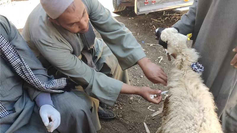 بيطري سوهاج يكشف أضرار الحمي القلاعية على الثروة الحيوانية| خاص