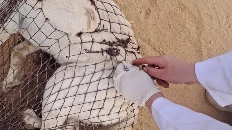 بالتنسيق مع الطب البيطري.. حملة لتطعيم الكلاب بالعاشر من رمضان 